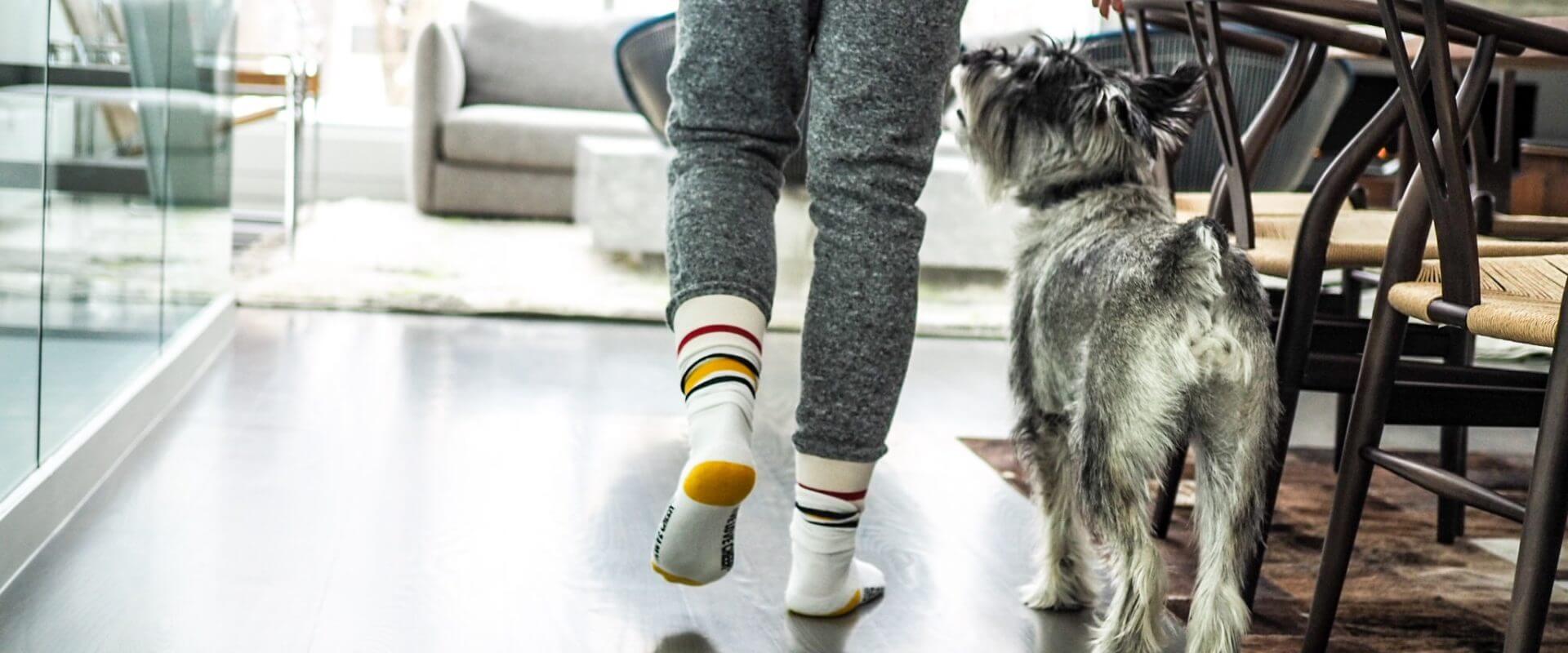 How to Pet Proof Hardwood Floors